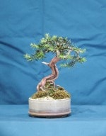 Japanese Yew Bonsai