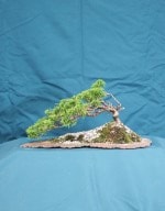 Chinese Juniper Bonsai