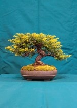 English Yew Bonsai