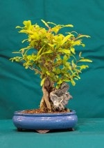 Pomegranite Bonsai