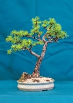 Japanese Larch Bonsai Tree - GS2016 Bonsai Show