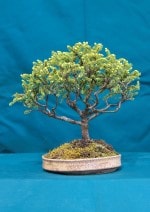 Black Spruce Bonsai