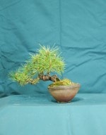 Red Pine Bonsai