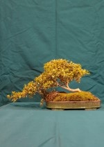 Golden Box Bonsai Tree - GS2016 Bonsai Show