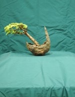 Larch Bonsai Tree - GS2016 Bonsai Show