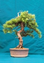 Larch Bonsai