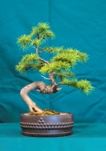 Larch Bonsai