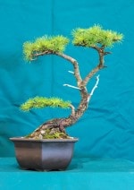 Larch Bonsai