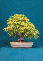 Maple Bonsai Tree - GS2016 Bonsai Show