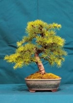 Japanese Larch Bonsai