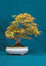 Japanese Maple Bonsai