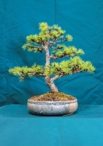 Larch Bonsai Tree - GS2016 Bonsai Show