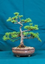 Japanese Larch Bonsai