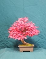 Acer Palmatum Bonsai Tree - GS2016 Bonsai Show