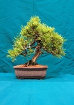 Mugo Bonsai