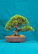 Juniper Bonsai Tree - GS2016 Bonsai Show