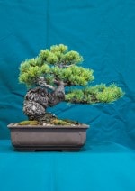 White Pine Bonsai Tree - GS2016 Bonsai Show