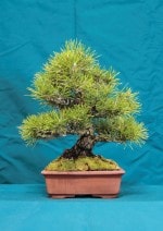 Black Pine Bonsai
