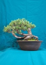 Scots Pine Bonsai