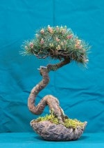 Japanese White Pine Bonsai