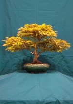 Maple Bonsai Tree - GS2016 Bonsai Show