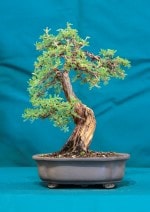 Acer Bonsai Tree - GS2016 Bonsai Show