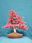 Japanese Maple Bonsai Tree - GS2016 Bonsai Show