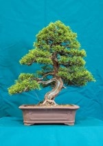 Juniper Bonsai Tree - GS2016 Bonsai Show