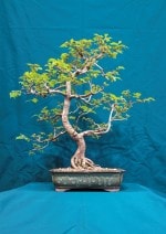 Hornbeam Bonsai Tree - GS2016 Bonsai Show