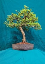 Larch Bonsai Tree - GS2016 Bonsai Show