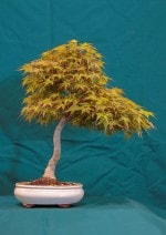 Larch Bonsai Tree - GS2016 Bonsai Show