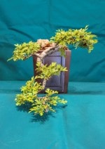 Hawthorn Bonsai Tree - GS2016 Bonsai Show