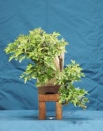 Hawthorn Bonsai