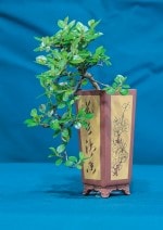 Cotoneaster Bonsai