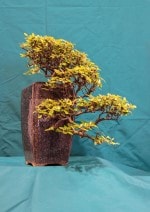 Cotoneaster Bonsai Tree - GS2016 Bonsai Show