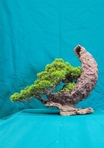 Chinese Juniper Bonsai Tree - GS2016 Bonsai Show