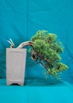 Chinese Juniper Bonsai