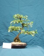 Downy Birch Bonsai Tree - GS2016 Bonsai Show