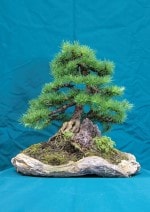 Larch Bonsai Tree - GS2016 Bonsai Show