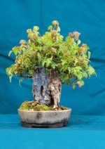 Trident Maple  Bonsai