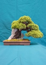 Chinese Juniper Bonsai Tree - GS2016 Bonsai Show