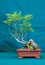 Rowan Bonsai