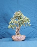 Trident Maple Bonsai