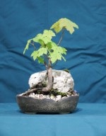 Sycamore Bonsai