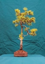 White Pine Bonsai Tree - GS2016 Bonsai Show