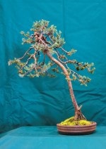 Juniper Bonsai Tree - GS2016 Bonsai Show