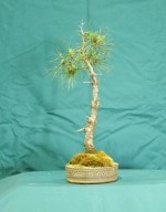 Pine Bonsai