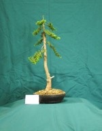 Cypress Bonsai Tree - GS2016 Bonsai Show