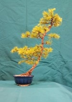 Larch Bonsai