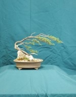 Juniper Bonsai Tree - GS2016 Bonsai Show